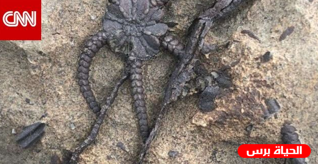 سعودي يكتشف كنز طبيعي في جازان